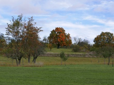 Landschaftsprägender großer Speierlingsbaum in Herbstfärbung auf einer Streuobstwiese