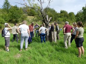 Mitglieder der Landesgruppe Hessen des Pomologenvereins bei der Sortebestimmung eines alten Apfelbaumes
