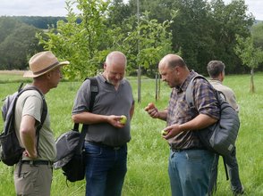 Teilnehmer diskutieren die Bestimmung einer Apfelsorte