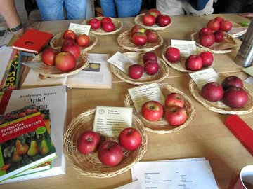 Nur auf den ersten Blick ähnlich: rotschalige Apfelsorten im Vergleich beim Bestimmungsseminar der Göttinger Baumwarte (Foto: LPV)