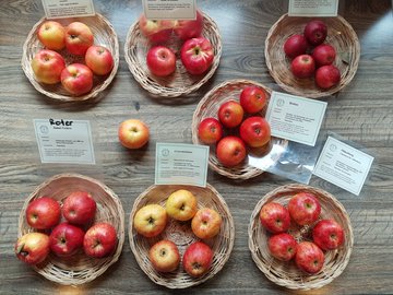 Rotschalige Apfelsorten im Vergleich – das Auge isst mit!